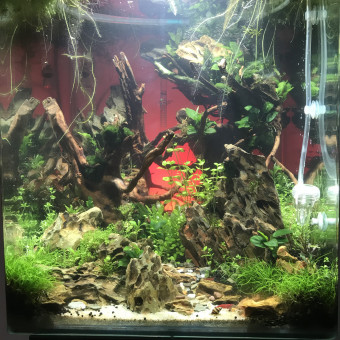 aquariophile mickael-amarok