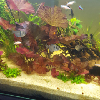 aquariophile christophe-tophe