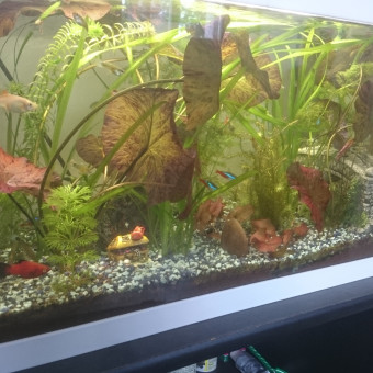 aquariophile charly-alleaud