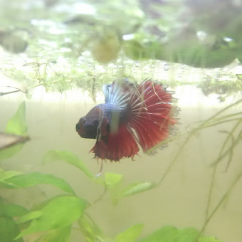 aquariophile Hiotsukeru