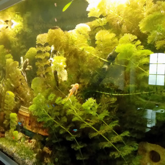 aquariophile Mola_mola