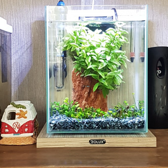 aquariophile missgolf-debeaupuis