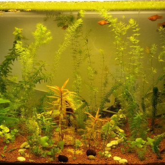 aquariophile momo-langeard