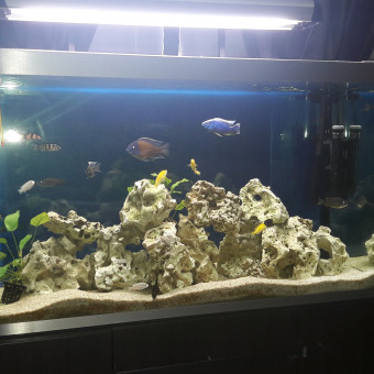 aquariophile philippe-klein