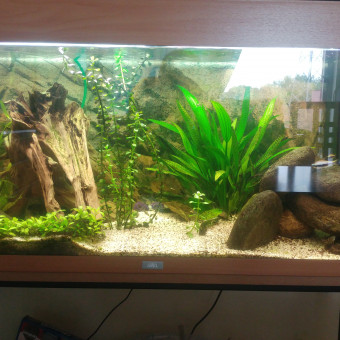 aquariophile Chris86