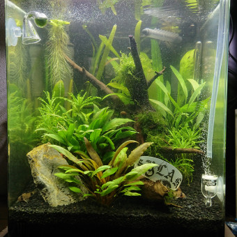 aquariophile jonathan-jullion