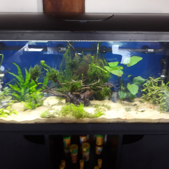 aquariophile justin-leclercq