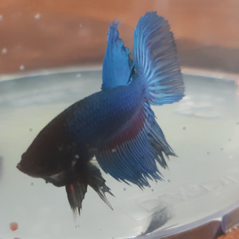 aquariophile Micky53