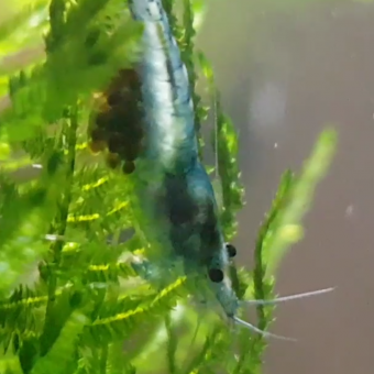 aquariophile romain-riehl