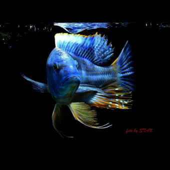 aquariophile annaba-ya-baba