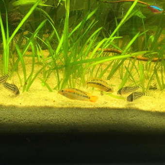 aquariophile Aquastuces