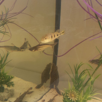 aquariophile paulo-rodrigues