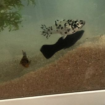 aquariophile sophia-degede