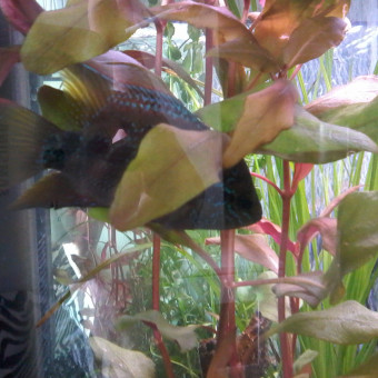 aquariophile corine-grosjean