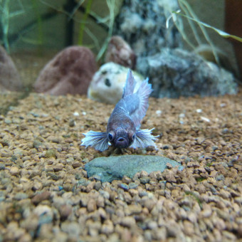 aquariophile Mattou157