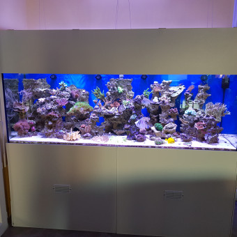 aquariophile remy-argaud