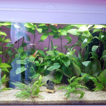 aquariophile jen-zen