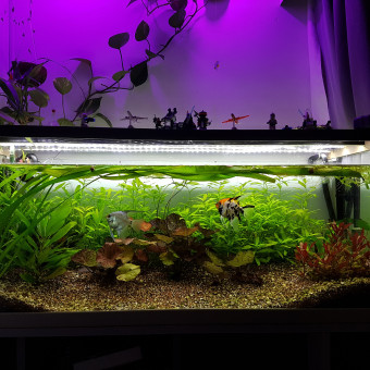 aquariophile romain-danchin