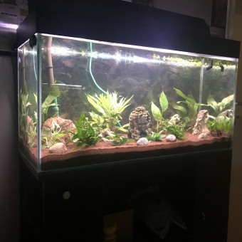 aquariophile Flavius