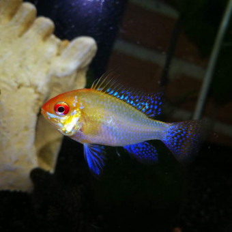 aquariophile Maneki
