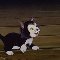 aquariophile Guppy17