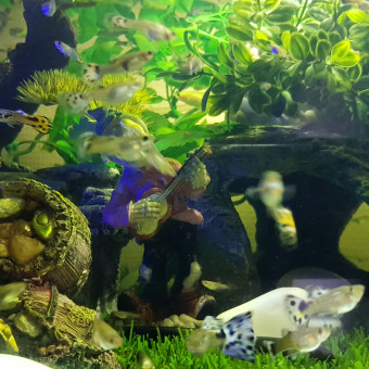 aquariophile alex25300