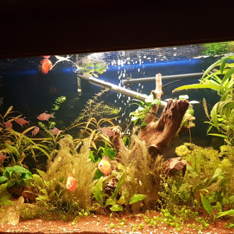 aquariophile Pierre