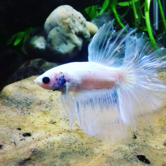 aquariophile mandy-cash