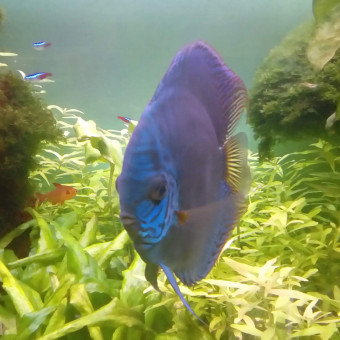 aquariophile Discus62