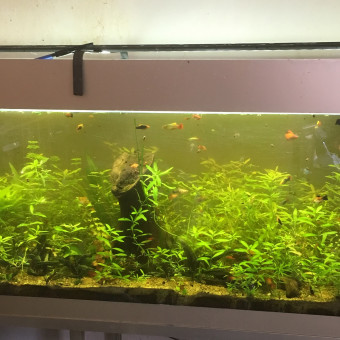 aquariophile Phil