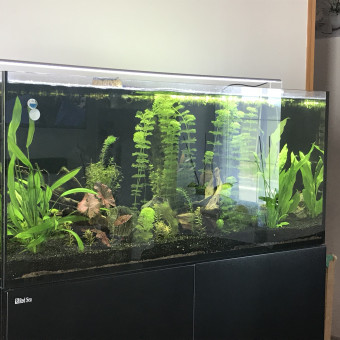 aquariophile juulien