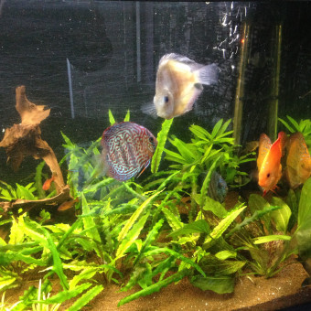 aquariophile bruno-wascheul