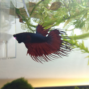 aquariophile wsh-aloorss
