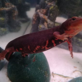 aquariophile AquaThomas