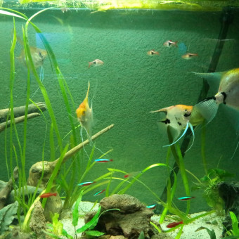 aquariophile guillaume