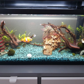 aquariophile david-chereau