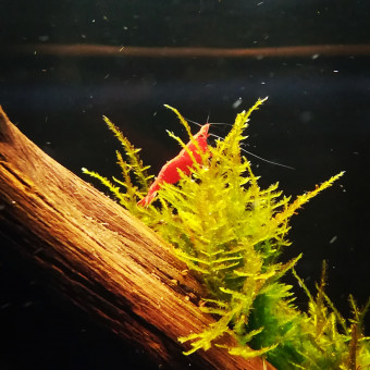 aquariophile Moumouille