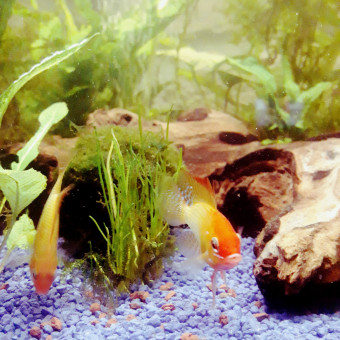 aquariophile aline