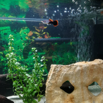 aquariophile sici-lia