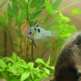 aquariophile Schweps89