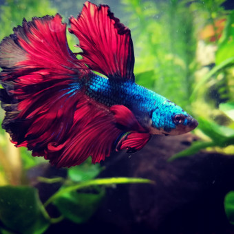 aquariophile Melany