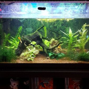 aquariophile GrandPere