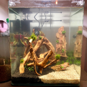 aquariophile oliveparis