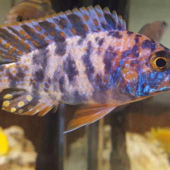 aquariophile Lolo51350