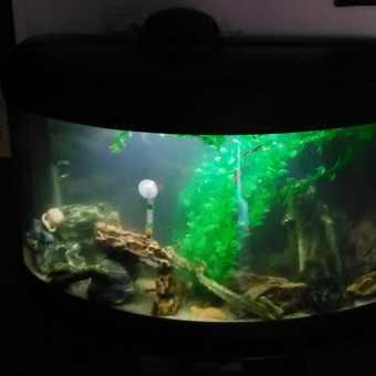 aquariophile Asphalte94
