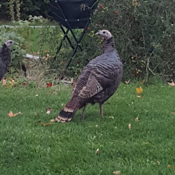 aquariophile Fisherman