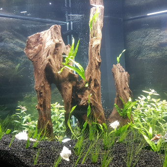 aquariophile antonis