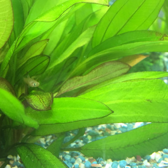 aquariophile Teckyna