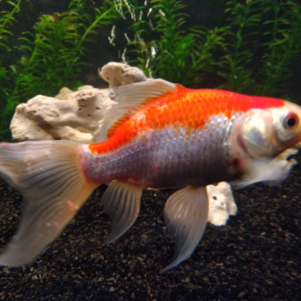 aquariophile satanas-hf