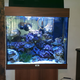 aquariophile estelle-bridoux